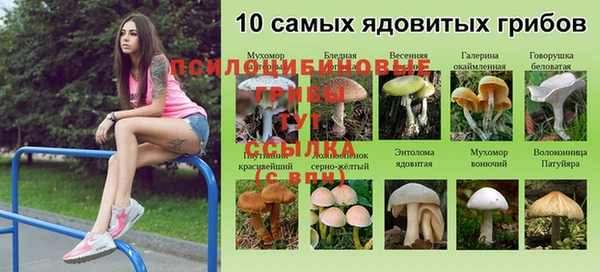 дмт Бородино